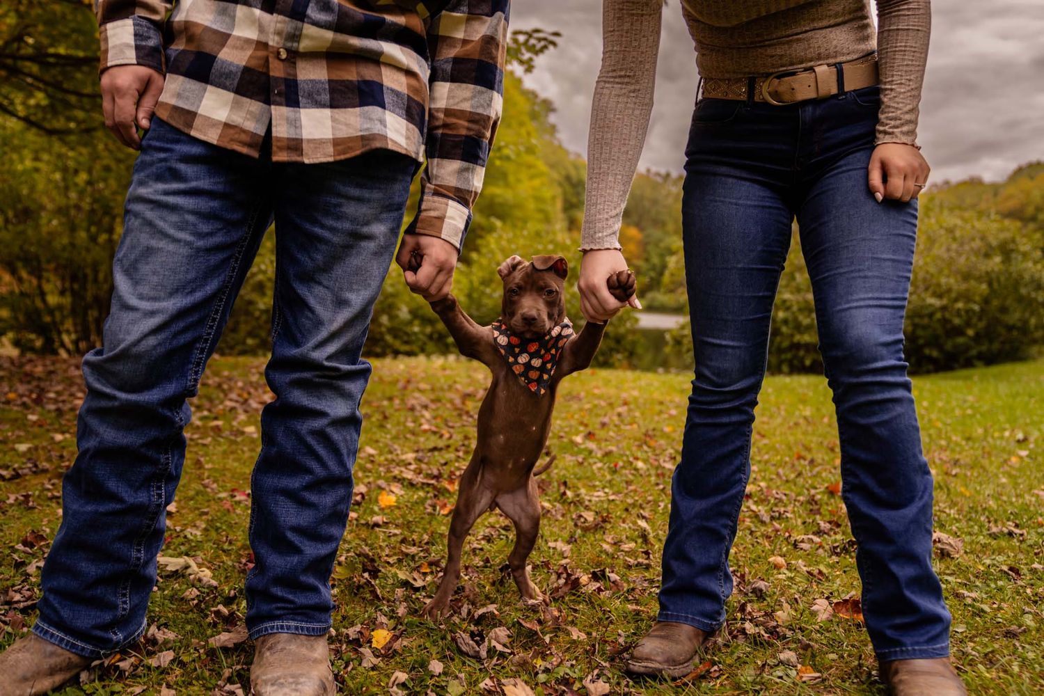 A playful brown puppy stands upright between a couple in a leaf-covered park during autumn.