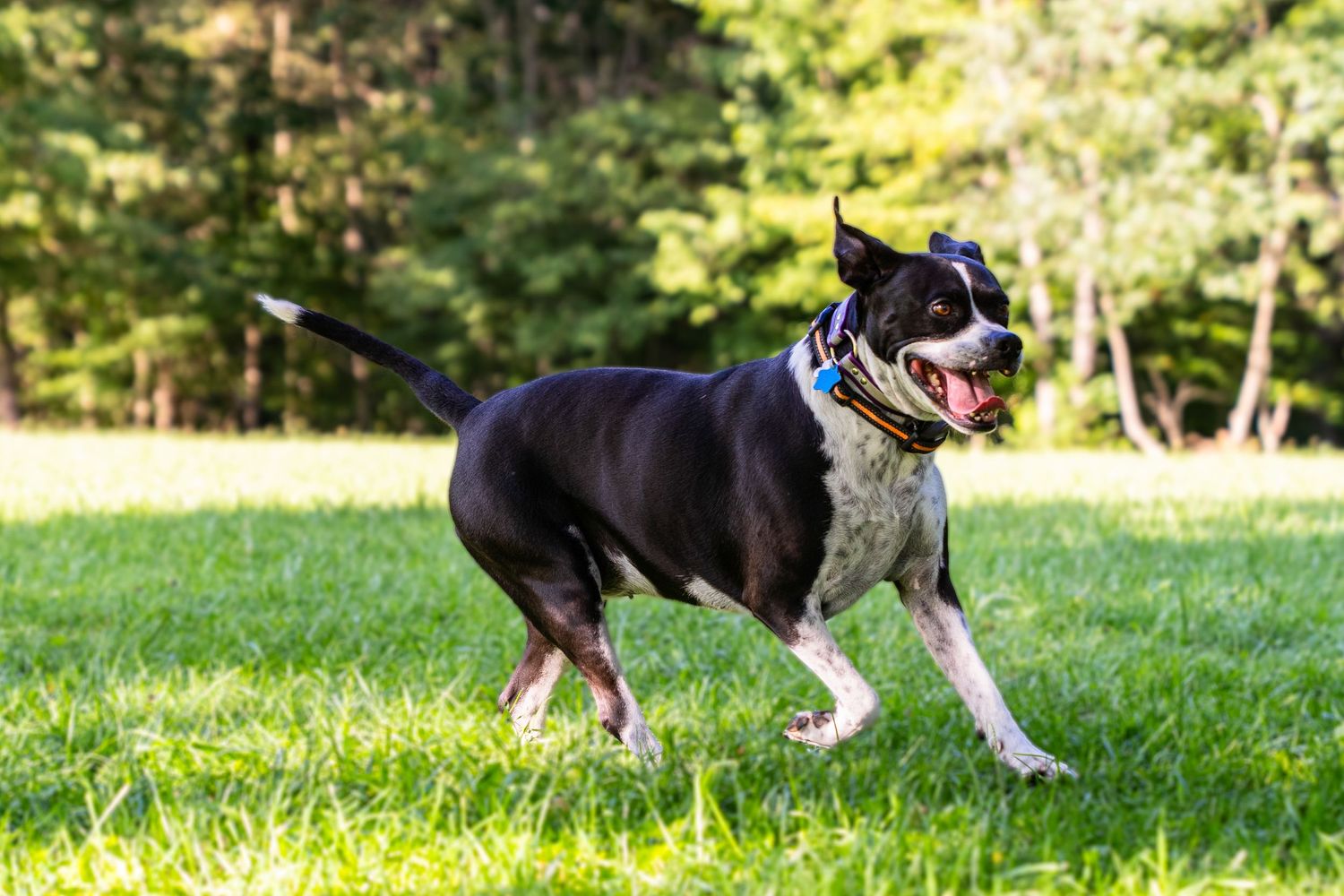 Energetic black and white dog runs playfully across a lush green grassy field.