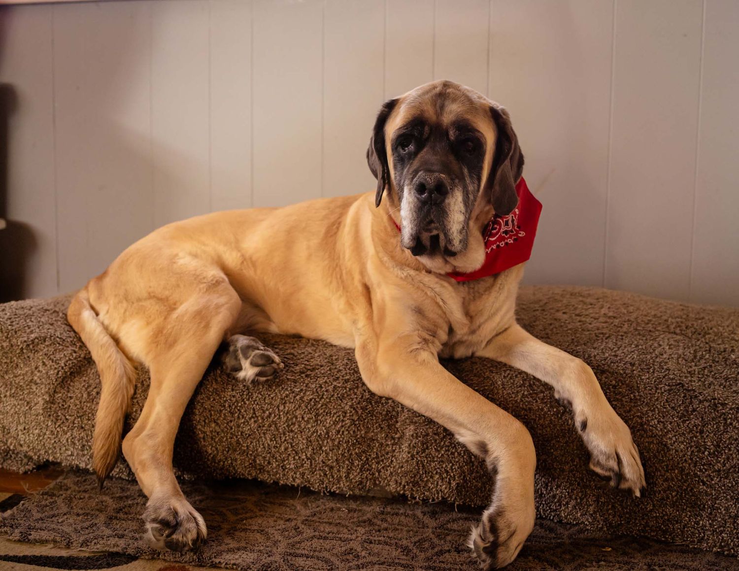 Large fawn English Mastiff wearing red bandana resting on brown couch cushion indoors.
