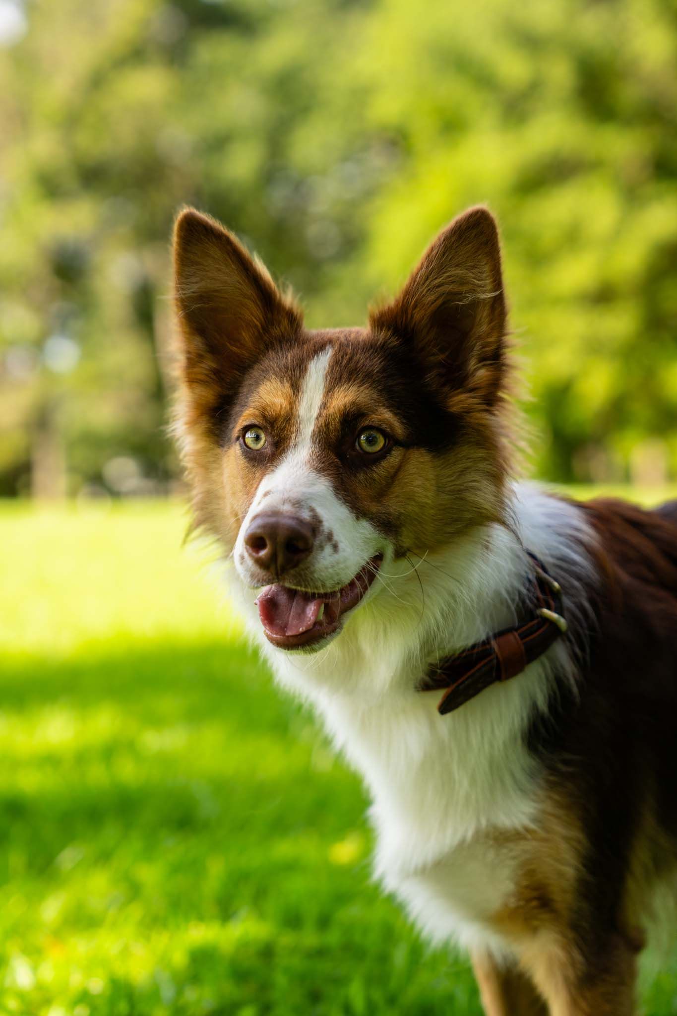 Brown and white Border Collie with alert ears and bright eyes stands on green grass in sunny park.