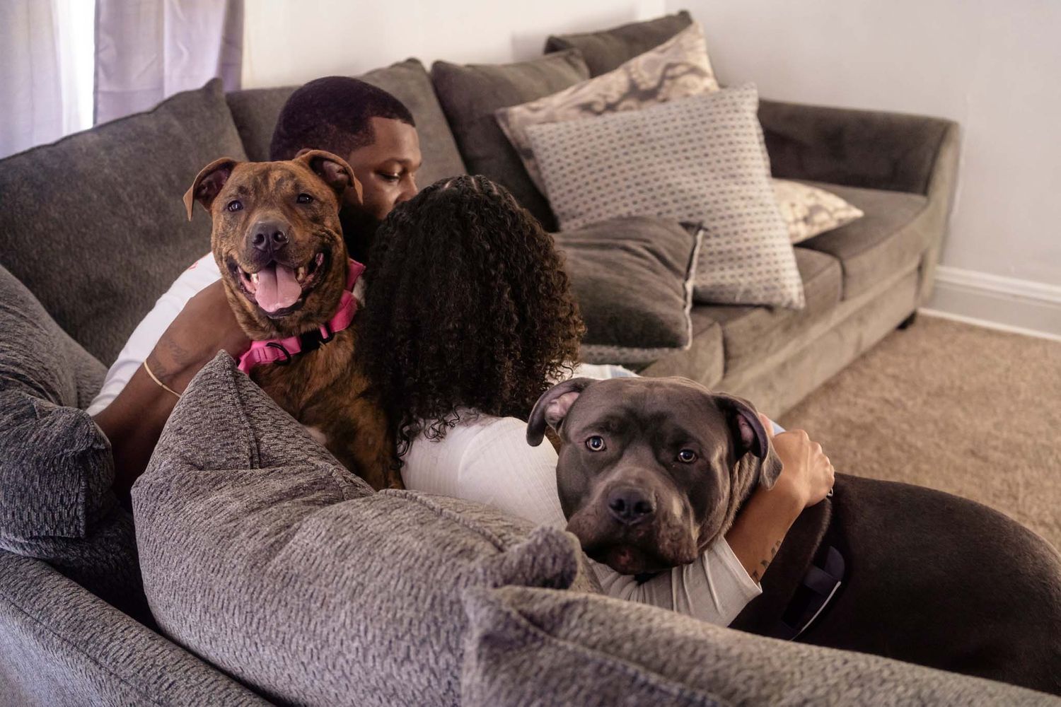 A couple relaxes on a gray couch with two pit bull dogs, sharing a cozy moment in a living room.