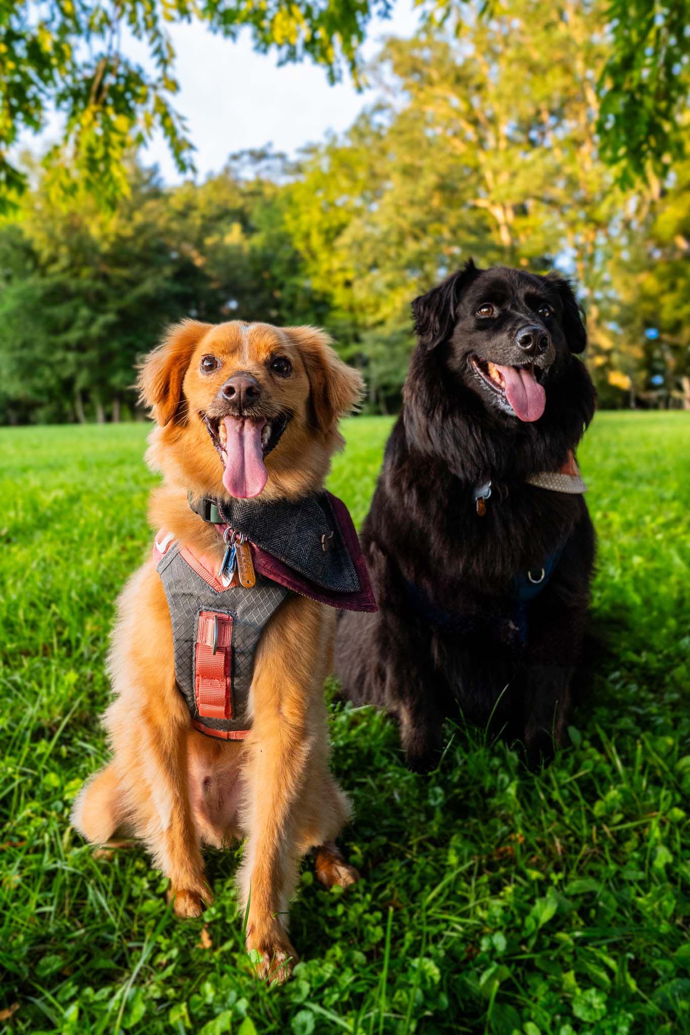 Two happy dogs with tongues out, wearing harnesses, sitting on green grass in a park.