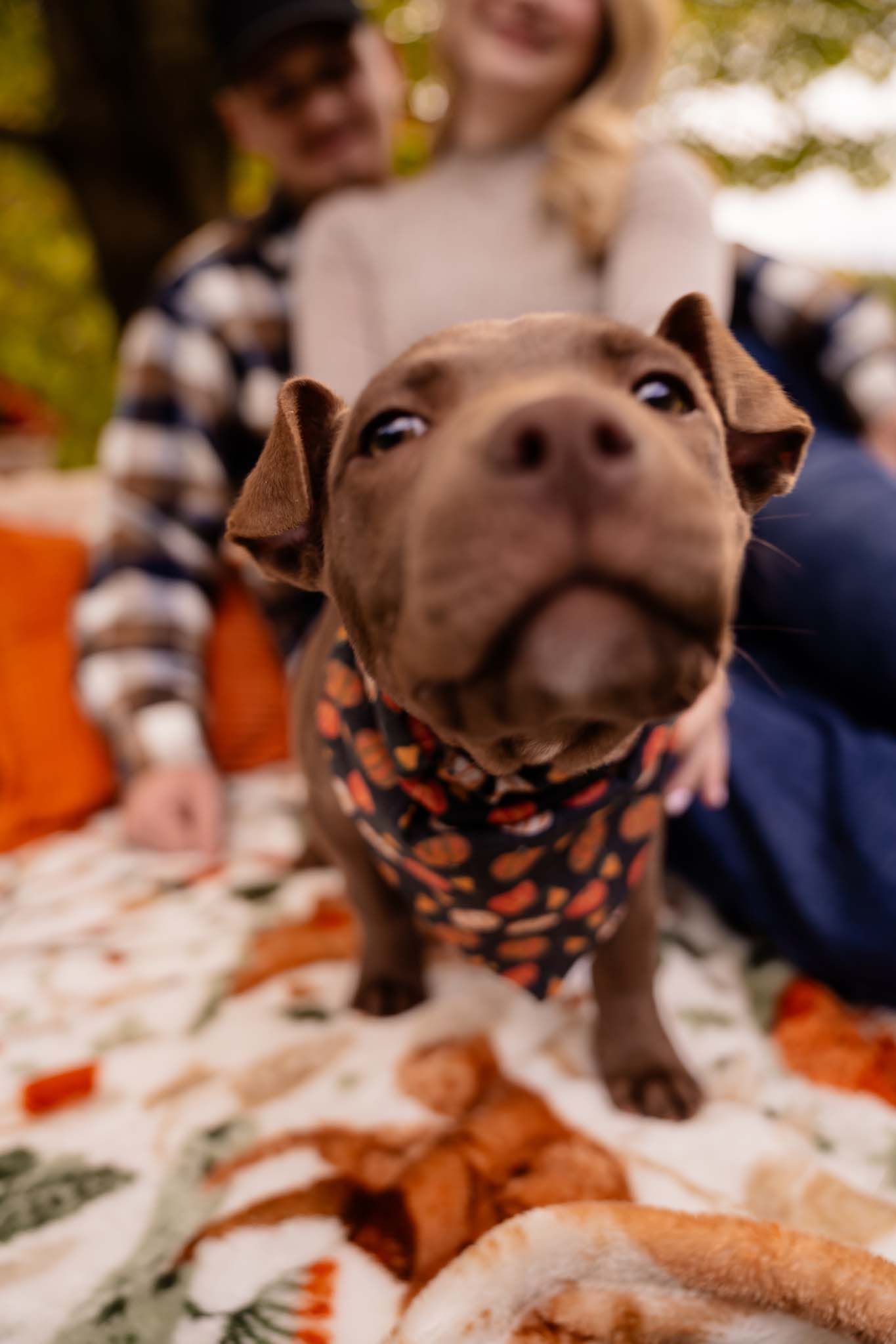 An adorable brown puppy wearing a Halloween pumpkin bandana looks up curiously while sitting on a blanket outdoors.