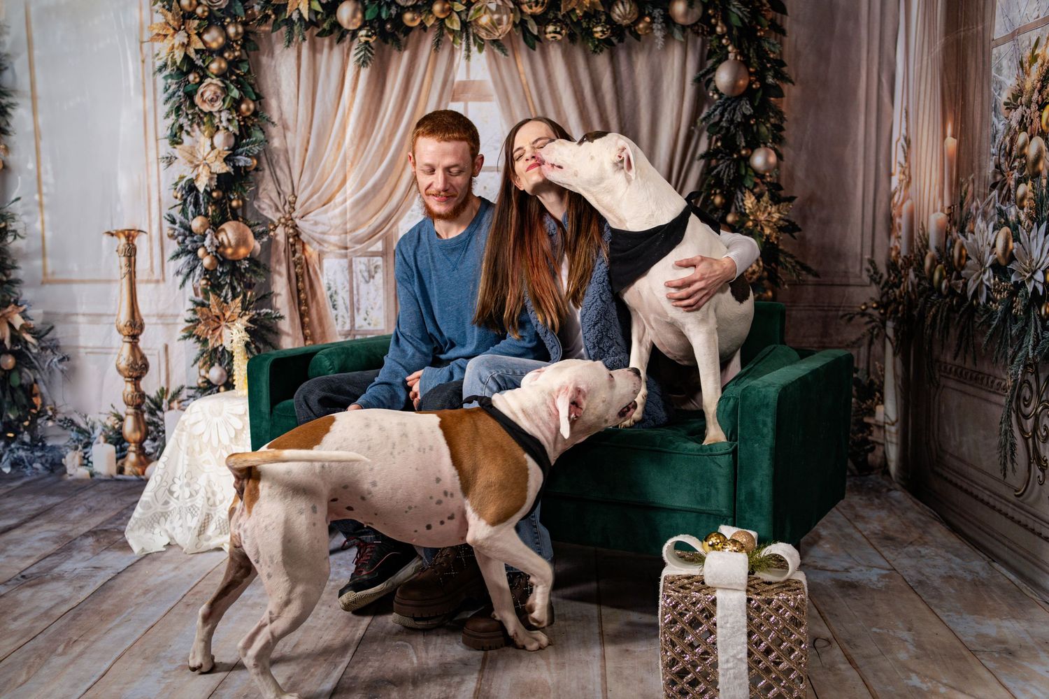Couple playing with two energetic pit bull dogs on green sofa in Christmas decorated room.