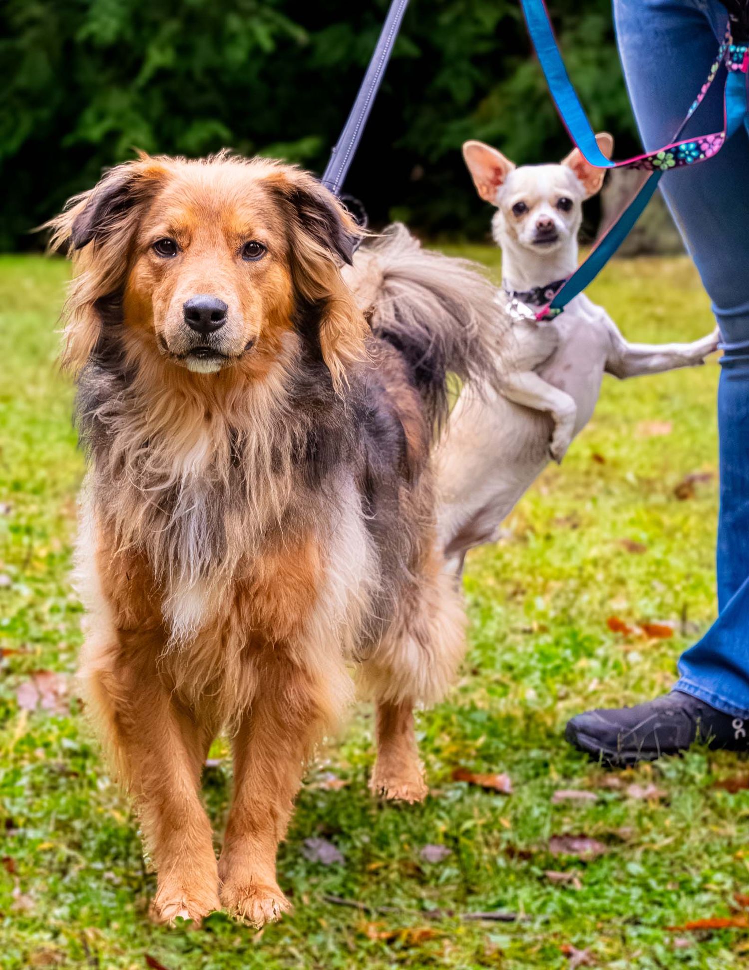Fluffy golden-brown dog standing on grass with a tiny white Chihuahua balanced behind on its owner.