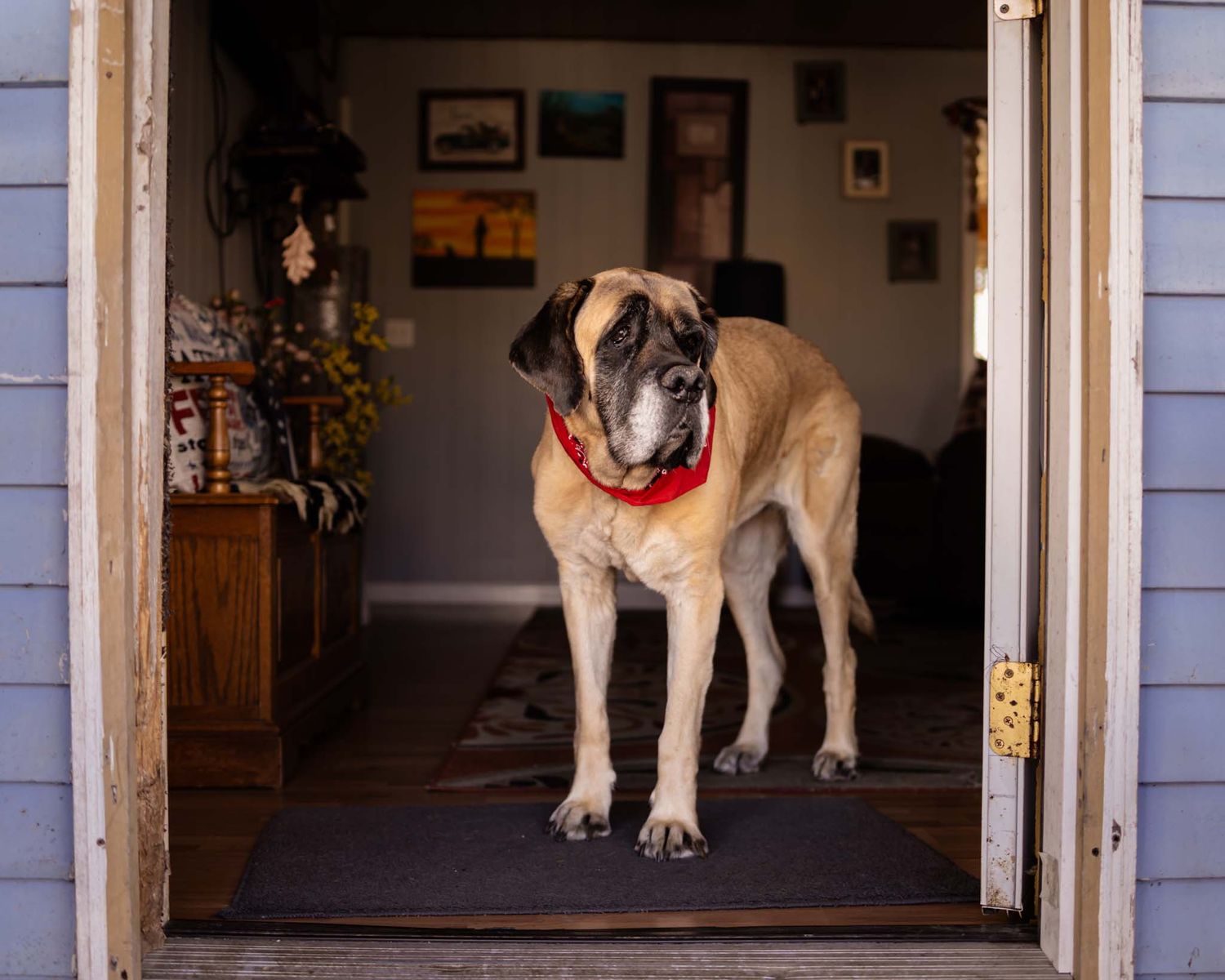 Large tan mastiff dog wearing a red collar stands in an open doorway of a home on a welcome mat.