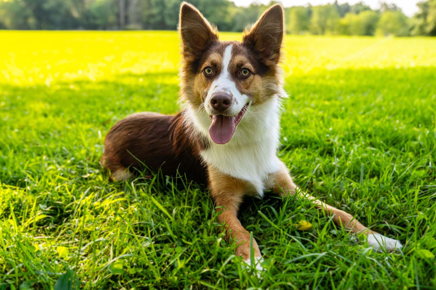 Happy brown and white Border Collie lying in lush green grass field with tongue out.