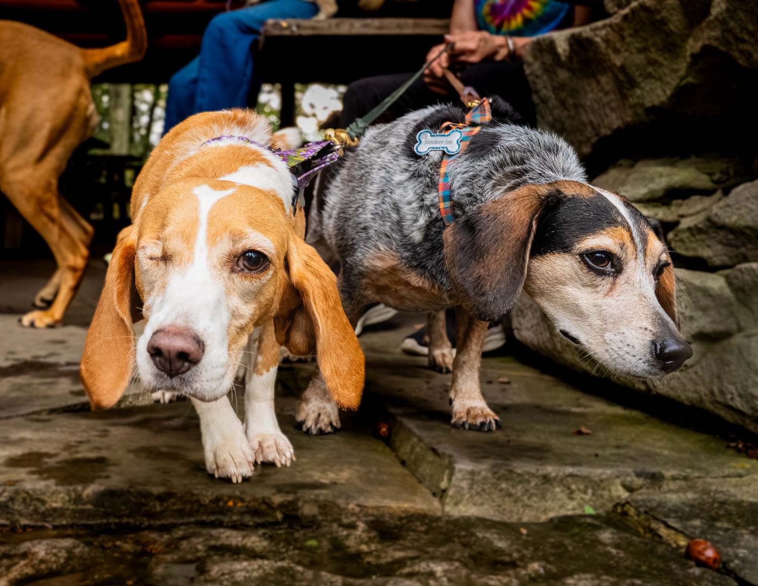 Two small dogs, a basset hound and a blue heeler mix, on leashes standing on stone pavement.