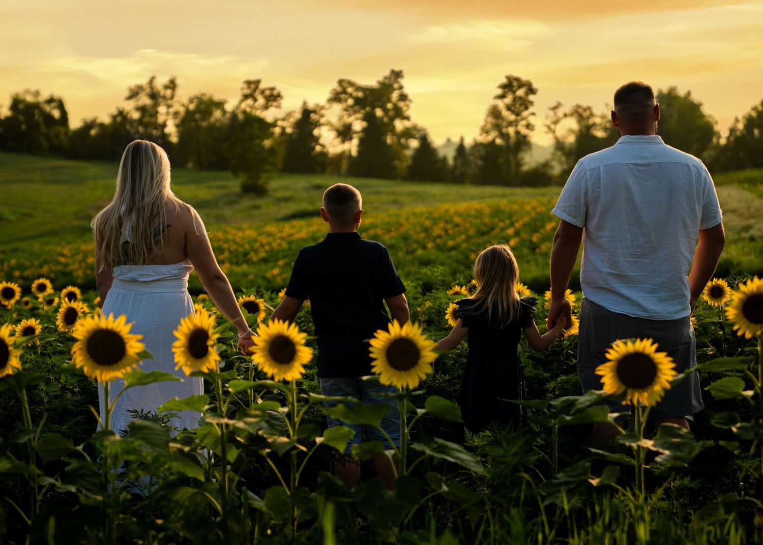 Family of four holding hands walking through a sunflower field at golden sunset.