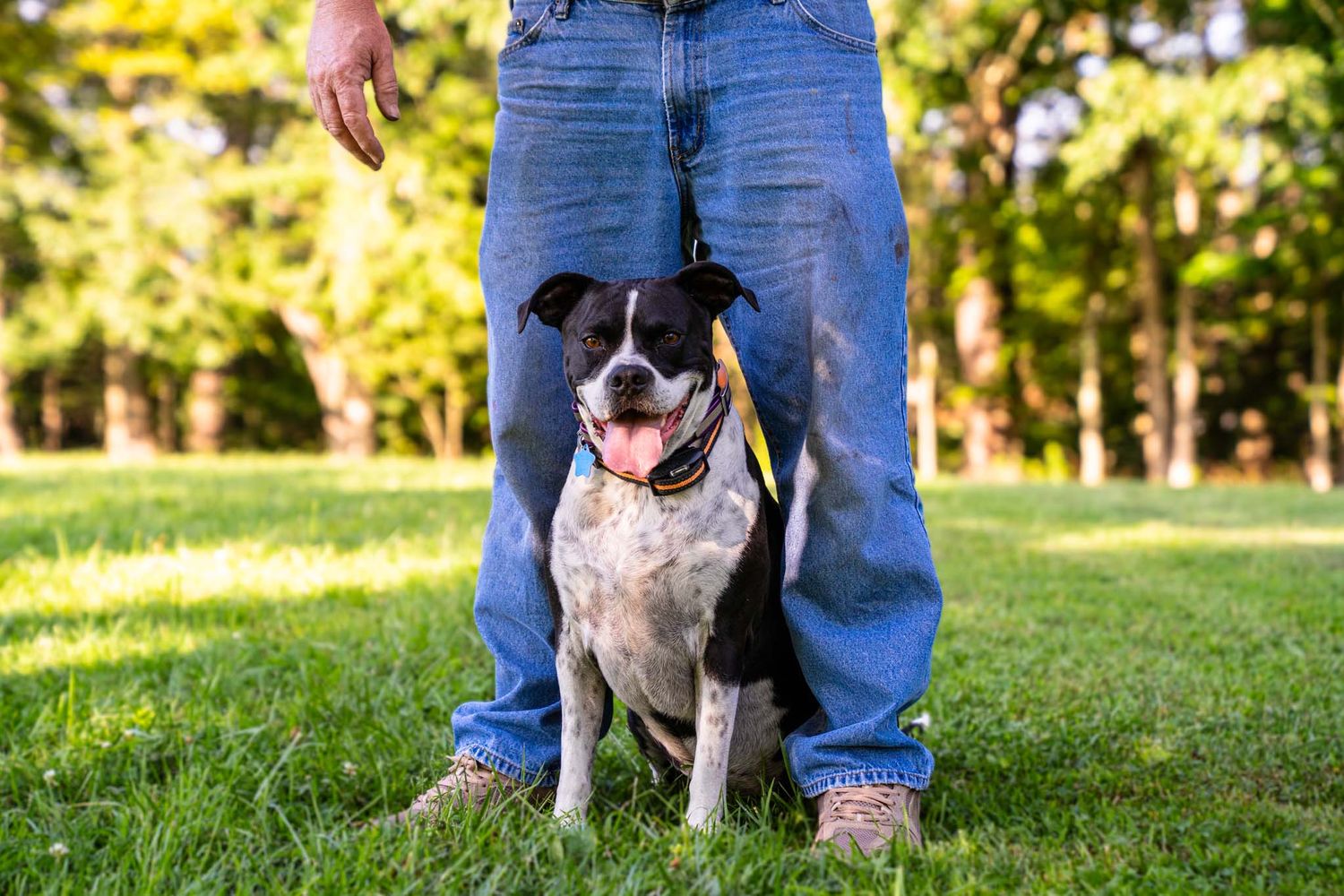 A black and white dog sits happily between a person's legs on green grass in a sunny park.