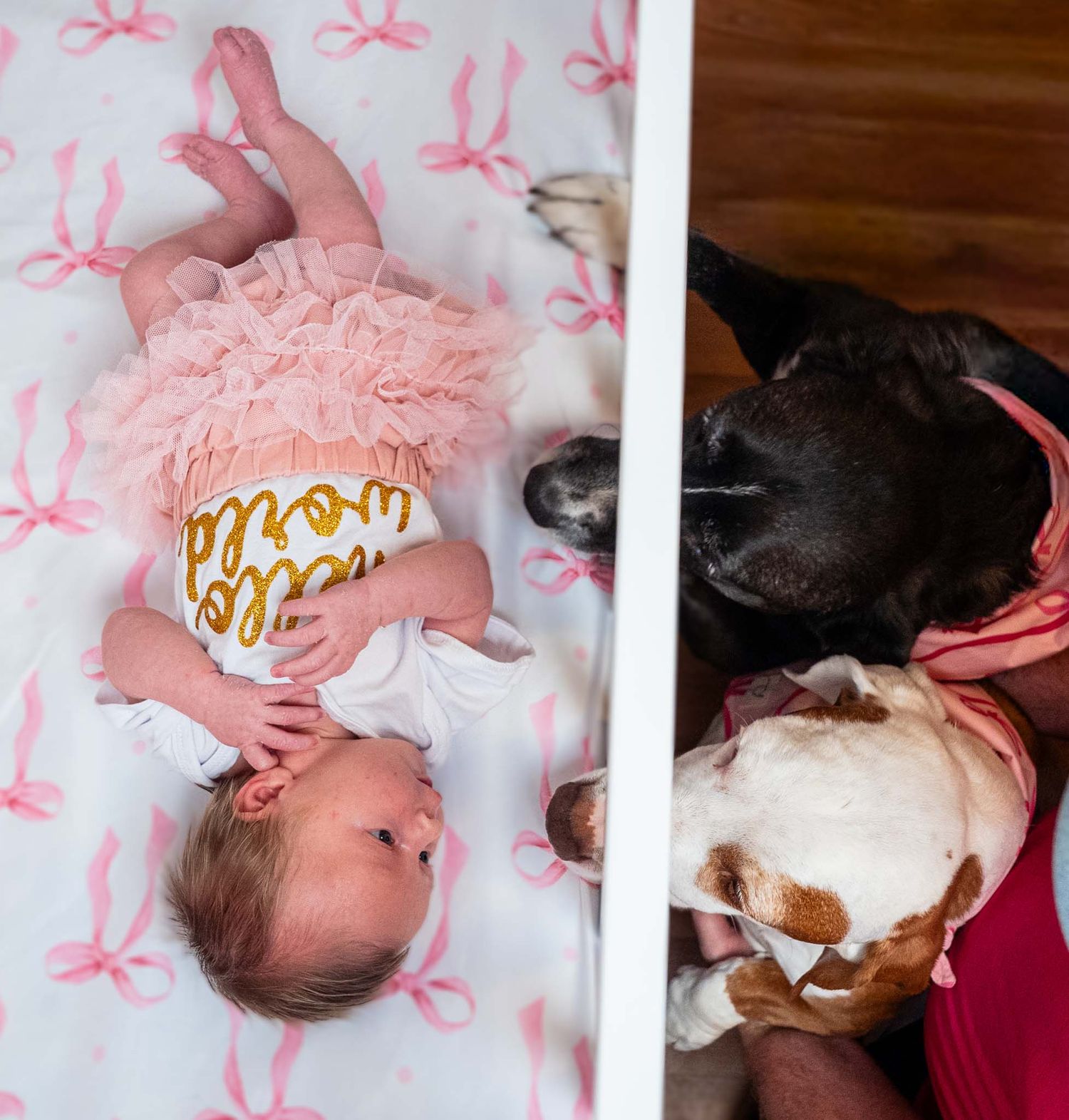 Split image of newborn baby in hello world onesie beside two curious family dogs sniffing nearby.