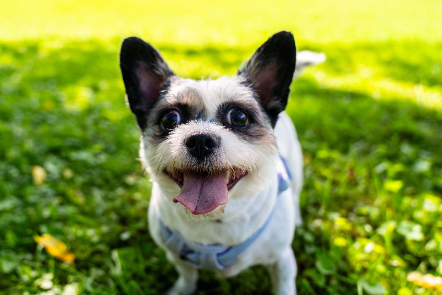 Adorable small white dog with big ears and tongue out sitting on green grass.