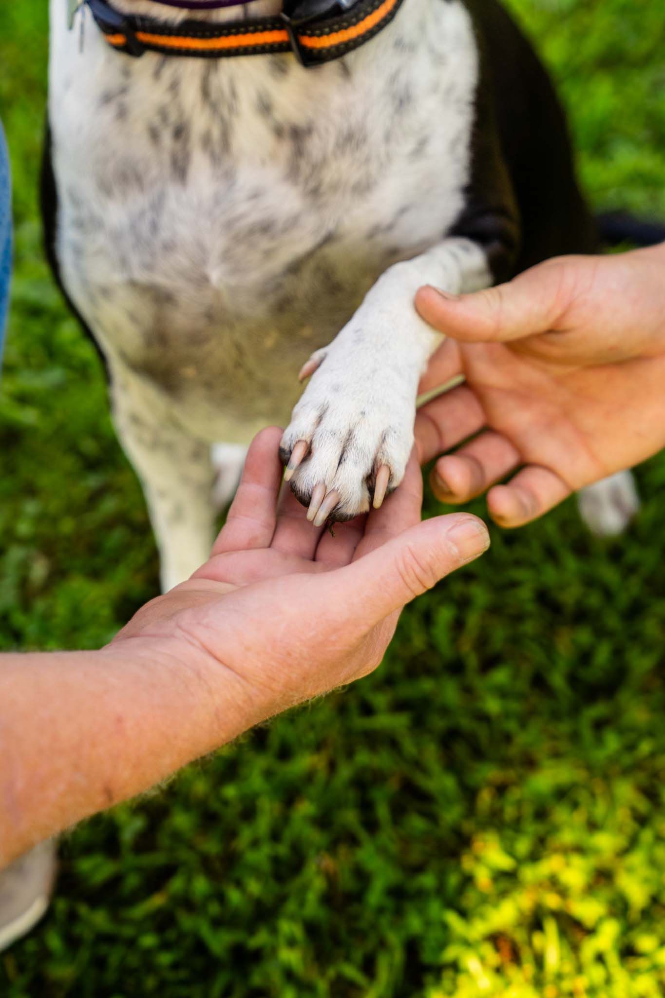 Close-up of a person shaking paws with a black and white dog on green grass.