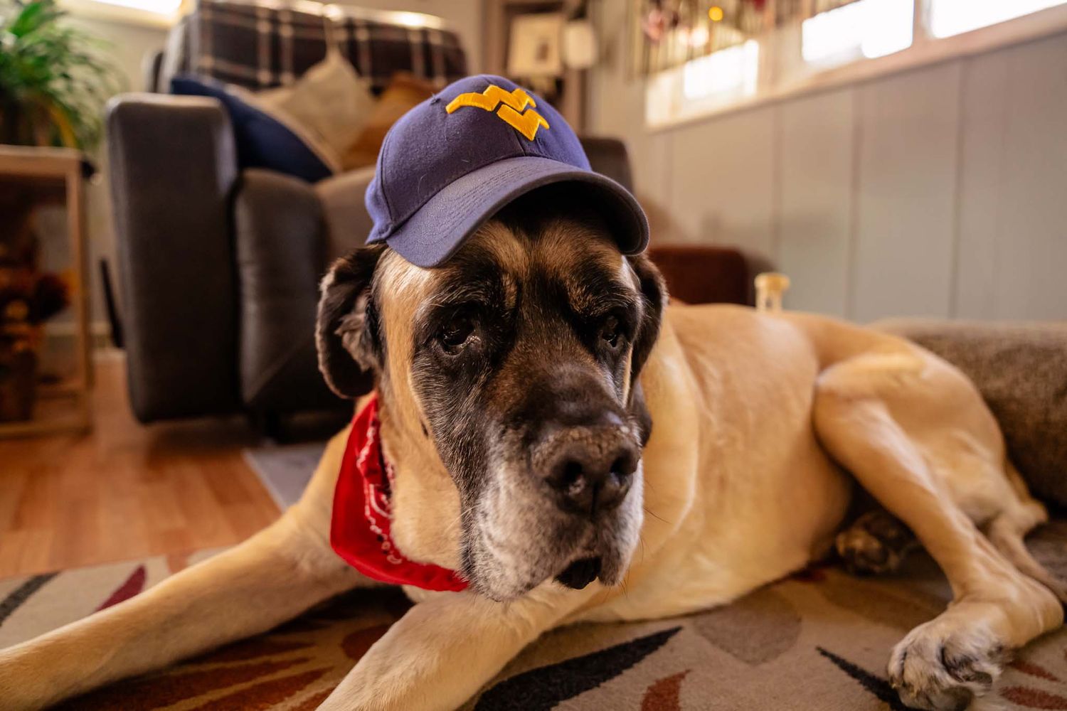 English Mastiff wearing blue baseball cap and red bandana lying on indoor rug.