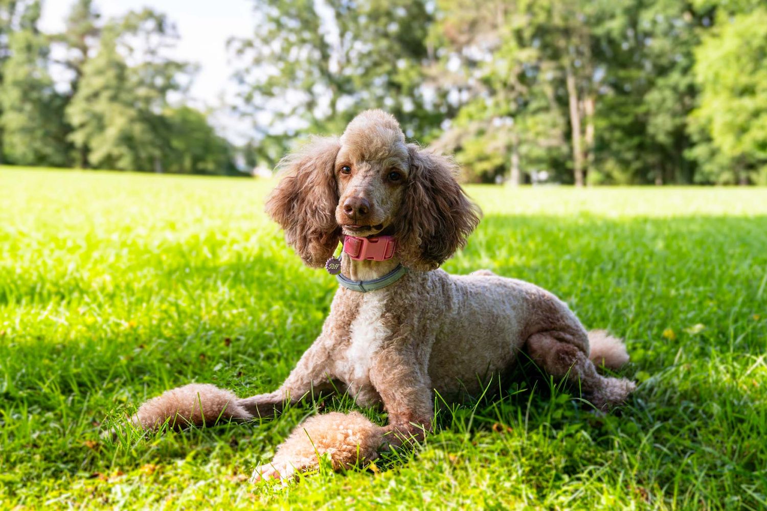 Fluffy brown poodle mix lying on green grass with a ball in a sunny park.