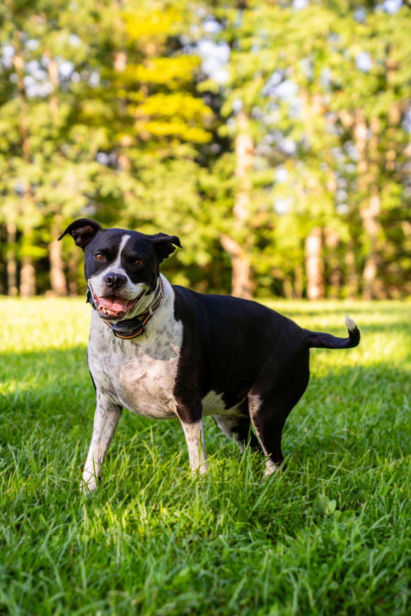 Black and white Staffordshire Bull Terrier stands alert on lush green grass in a sunny park.