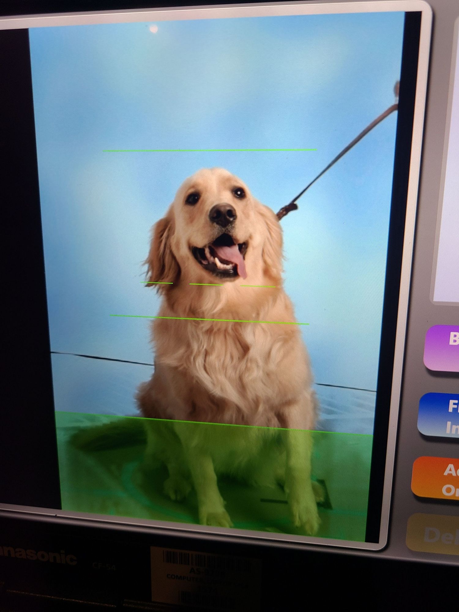 Golden Retriever dog sitting upright on display screen with leash, blue and green background, happy expression with tongue out.