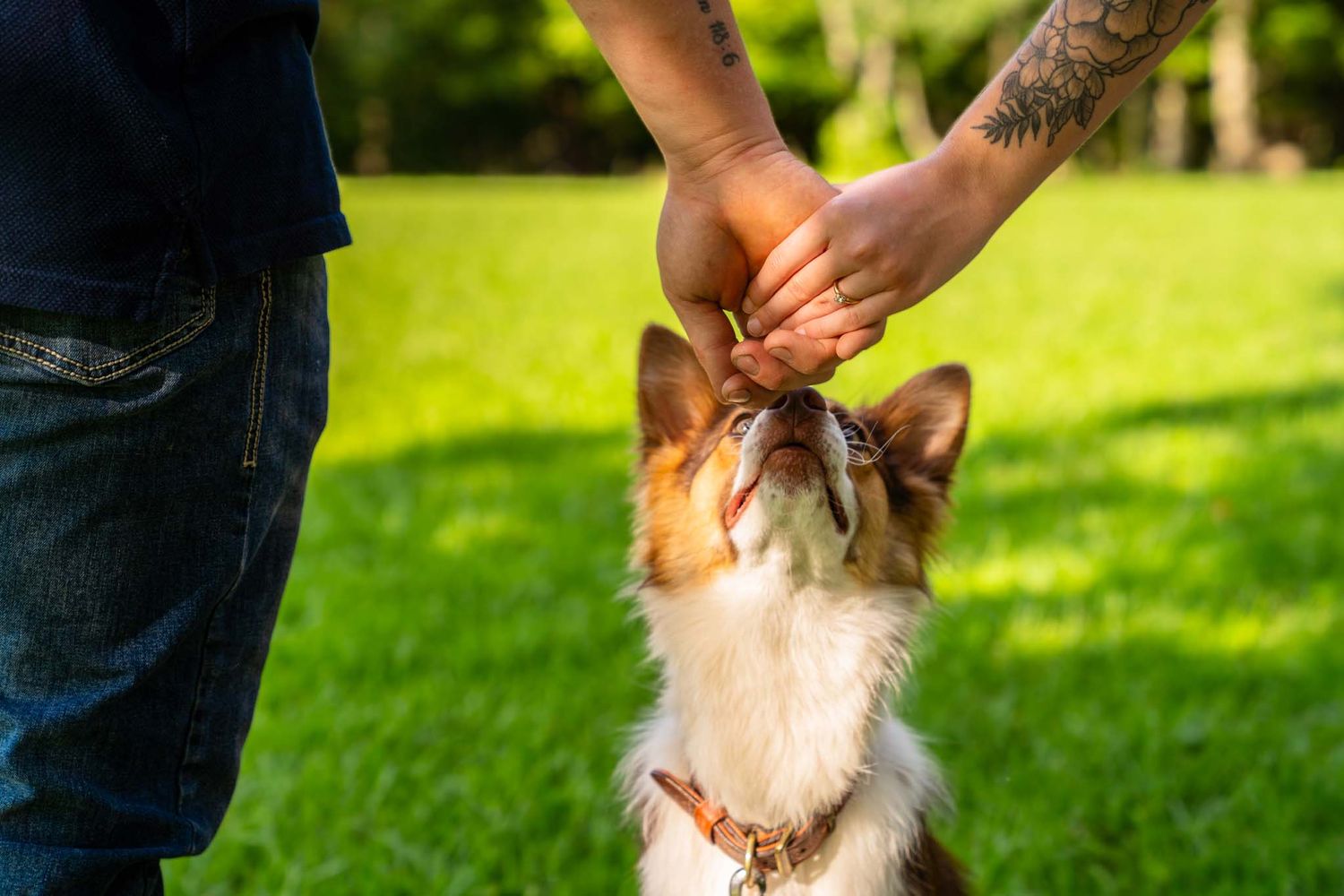 Tattooed person feeding a treat to an eager brown and white Corgi dog outdoors.