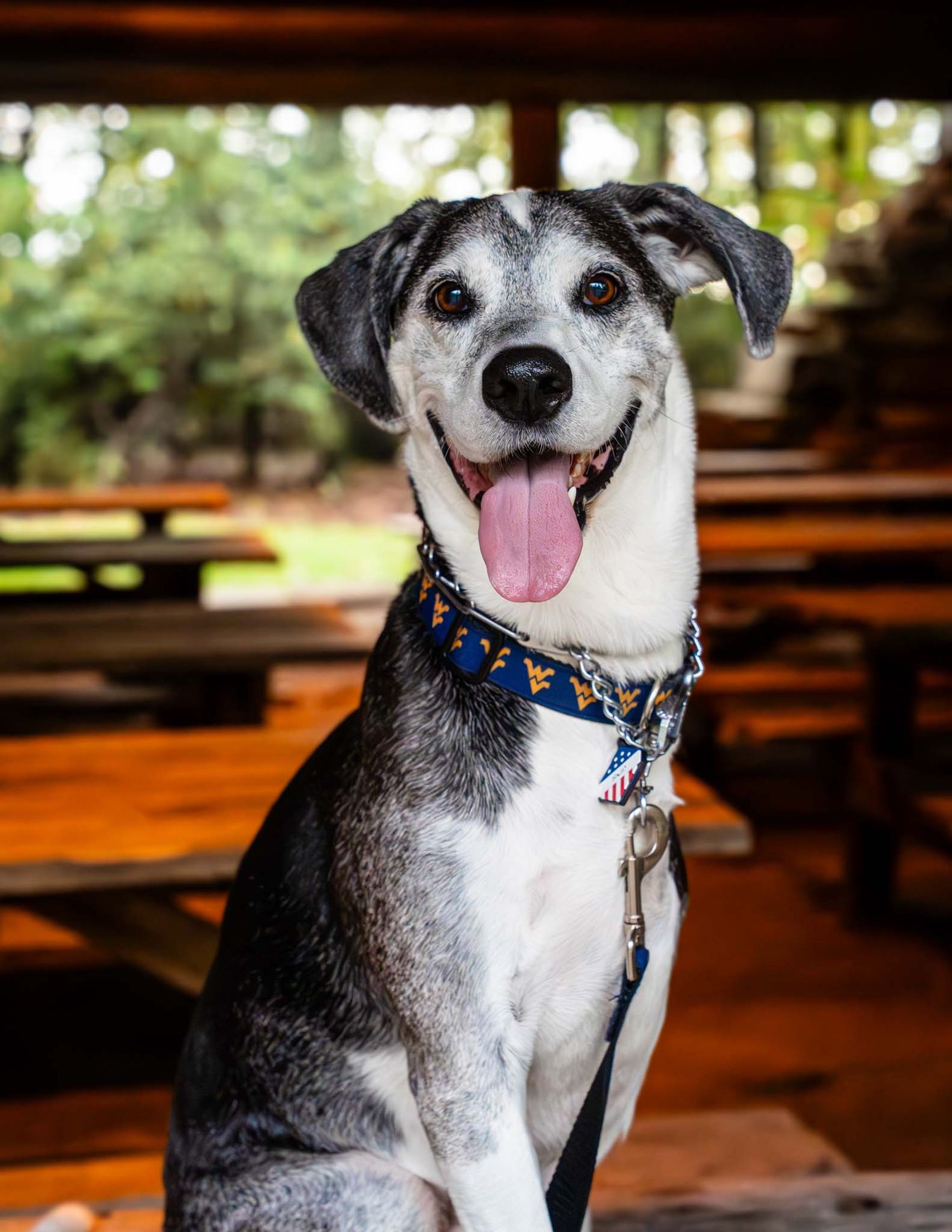 Cheerful gray and white dog sitting in a wooden pavilion wearing a decorative blue collar and harness.