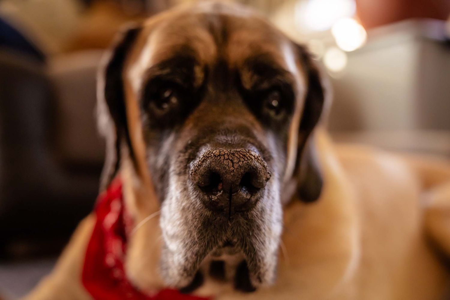 Close-up portrait of English Mastiff with red bandana showing soulful dark eyes.