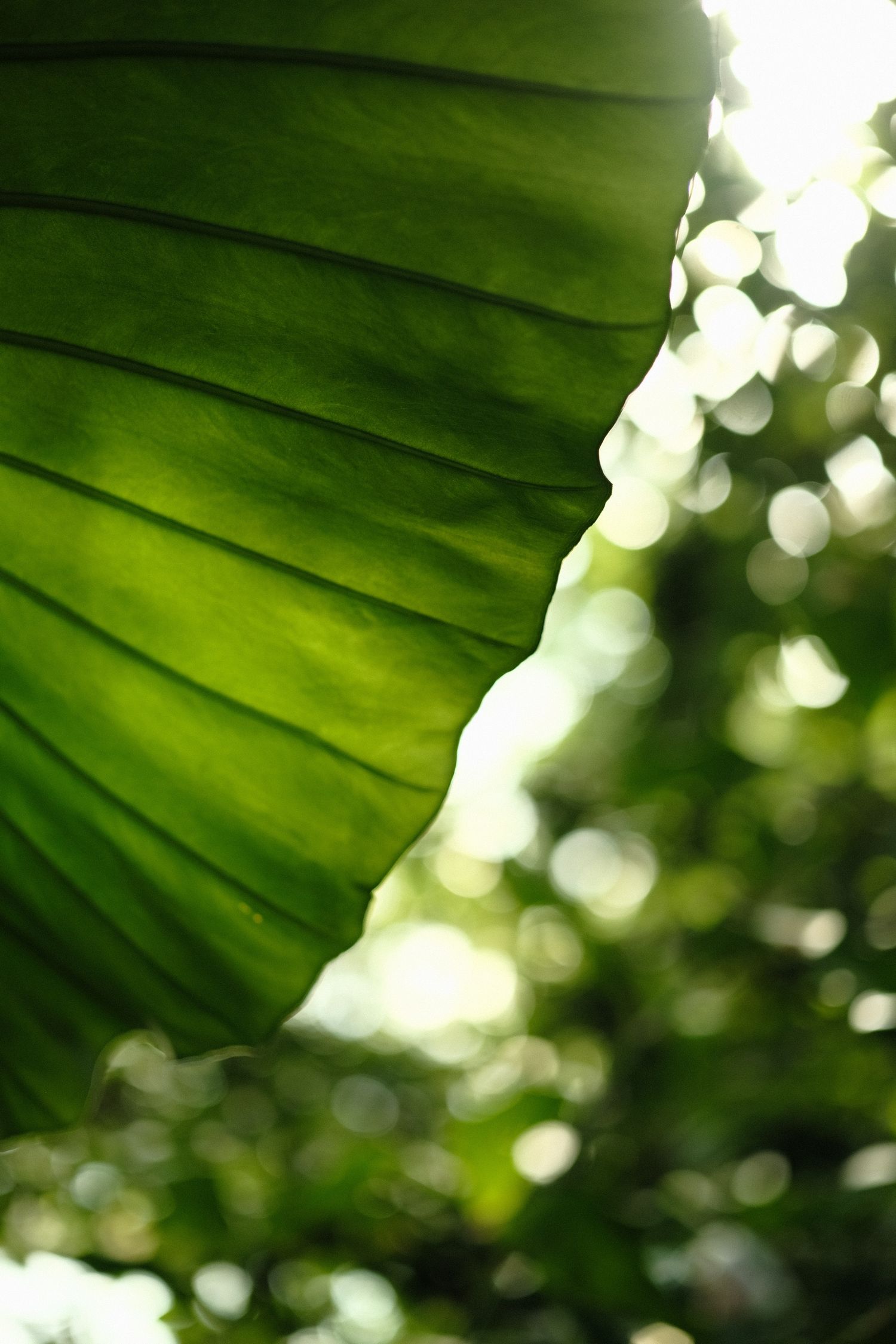 Close-up of a large green tropical leaf backlit by bright sunlight in forest.