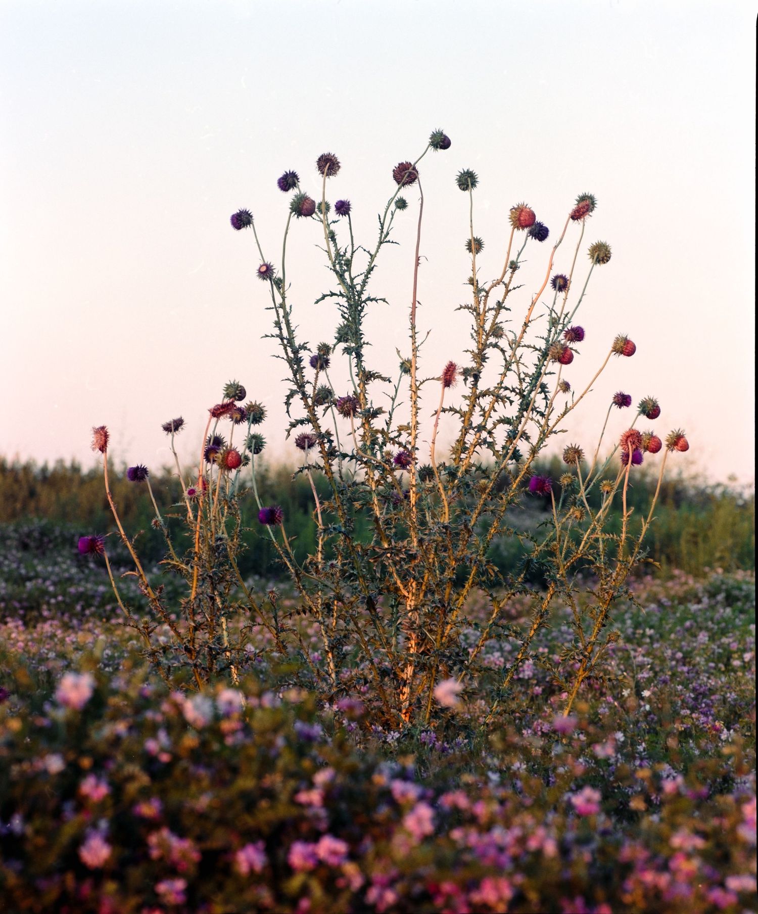 Wild thistle plant with purple globe flowers blooms in a field of wildflowers at golden hour sunset.