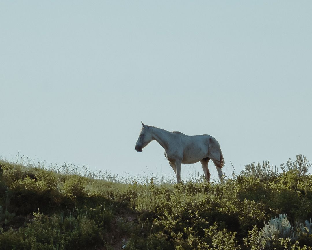 White horse standing alone on a grassy hill against a clear sky.