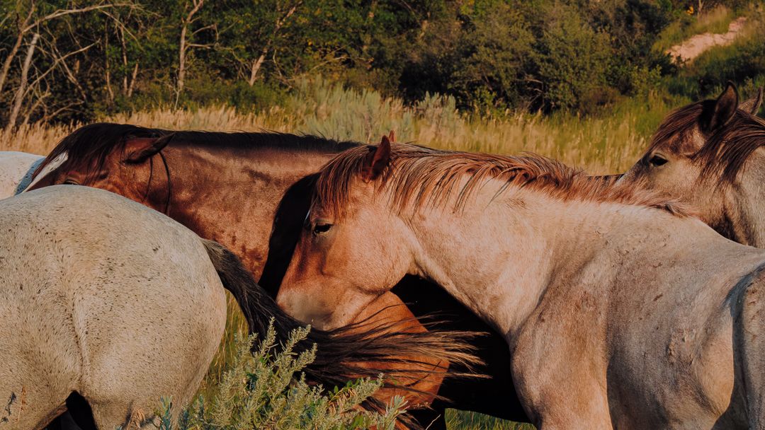 Close-up of brown and grey horses grouped together in golden sunlight.