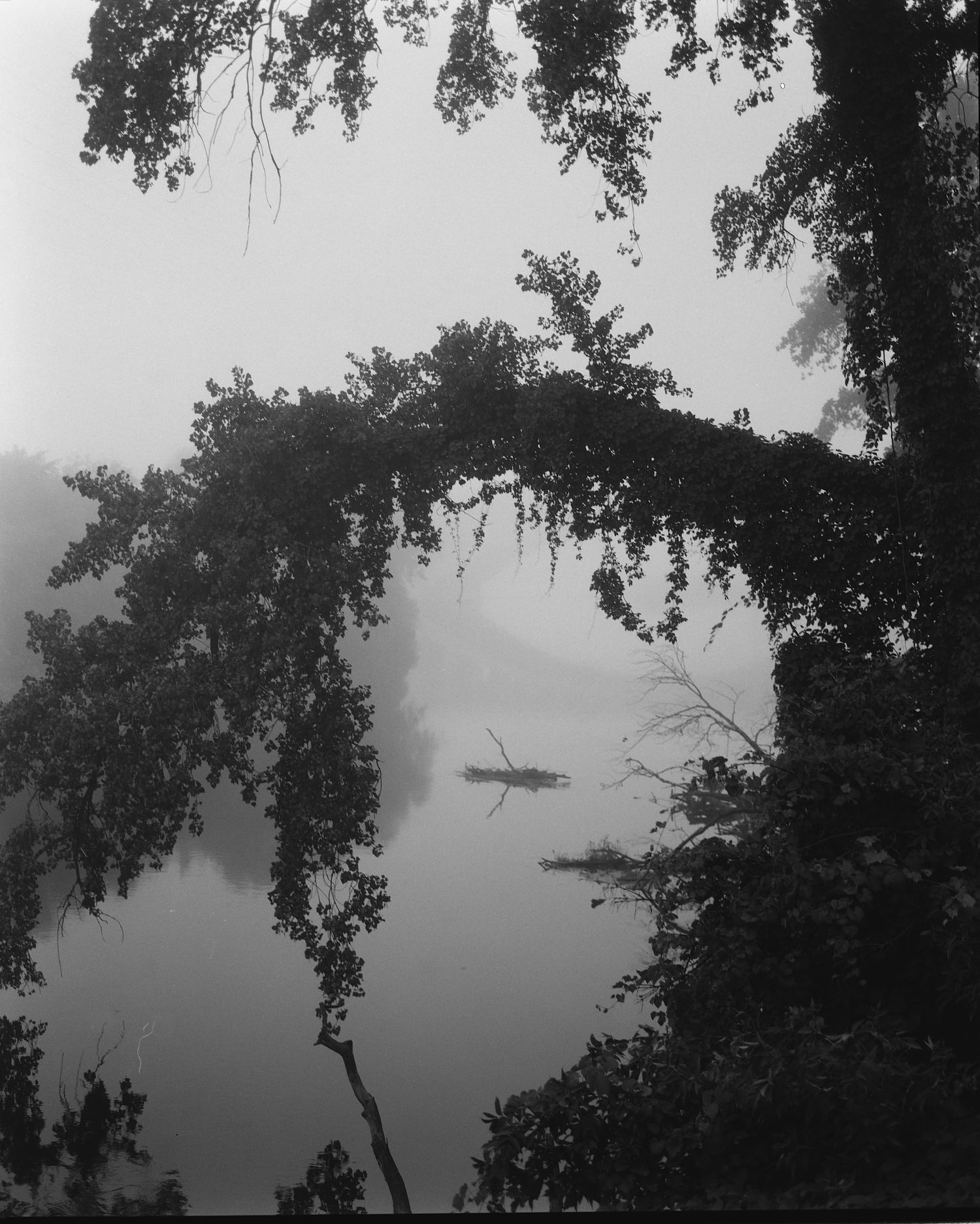 Black and white misty river scene framed by overhanging tree branches.