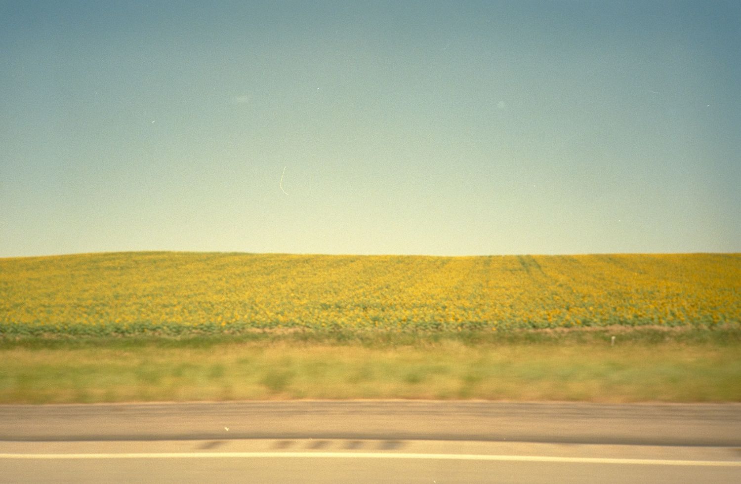 Vast yellow sunflower field stretching to the horizon photographed from a moving car.