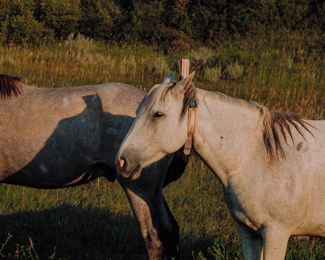 Two pale horses nuzzling each other in a sunlit green meadow.