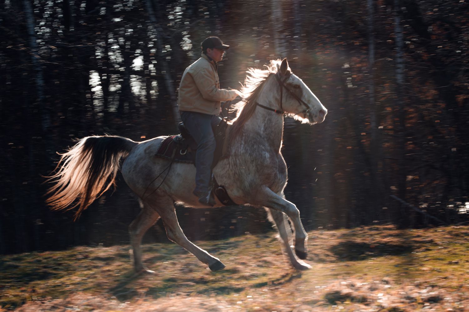 A rider galloping on a grey horse through a sunlit forest at high speed.