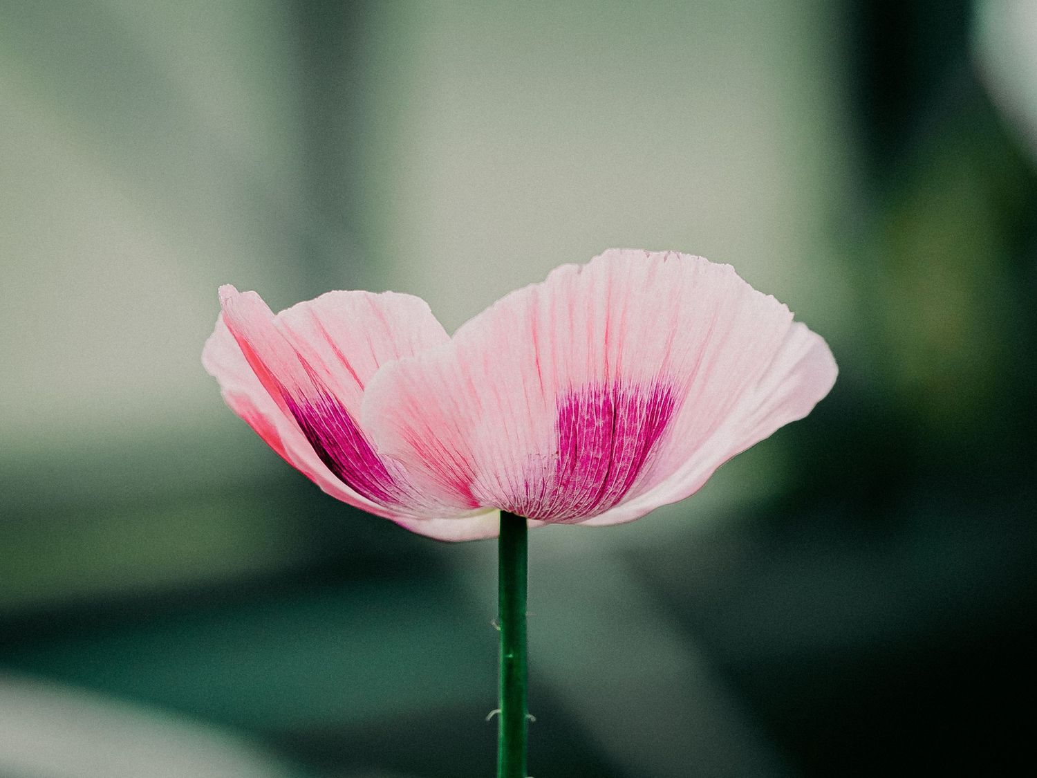 Delicate single pink poppy flower with magenta center veins photographed against a soft blurred background.