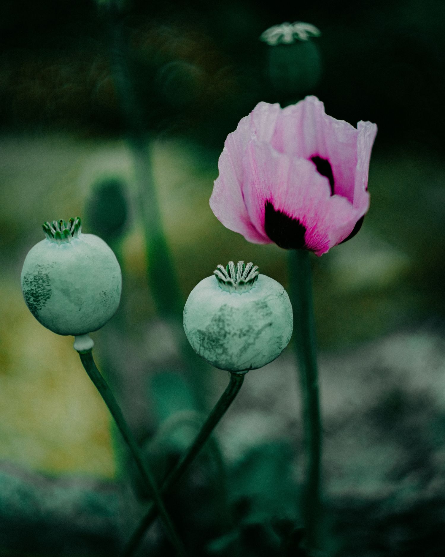 Pink poppy flower blooming beside round green seed pods on slender stems in a moody, dark garden setting.