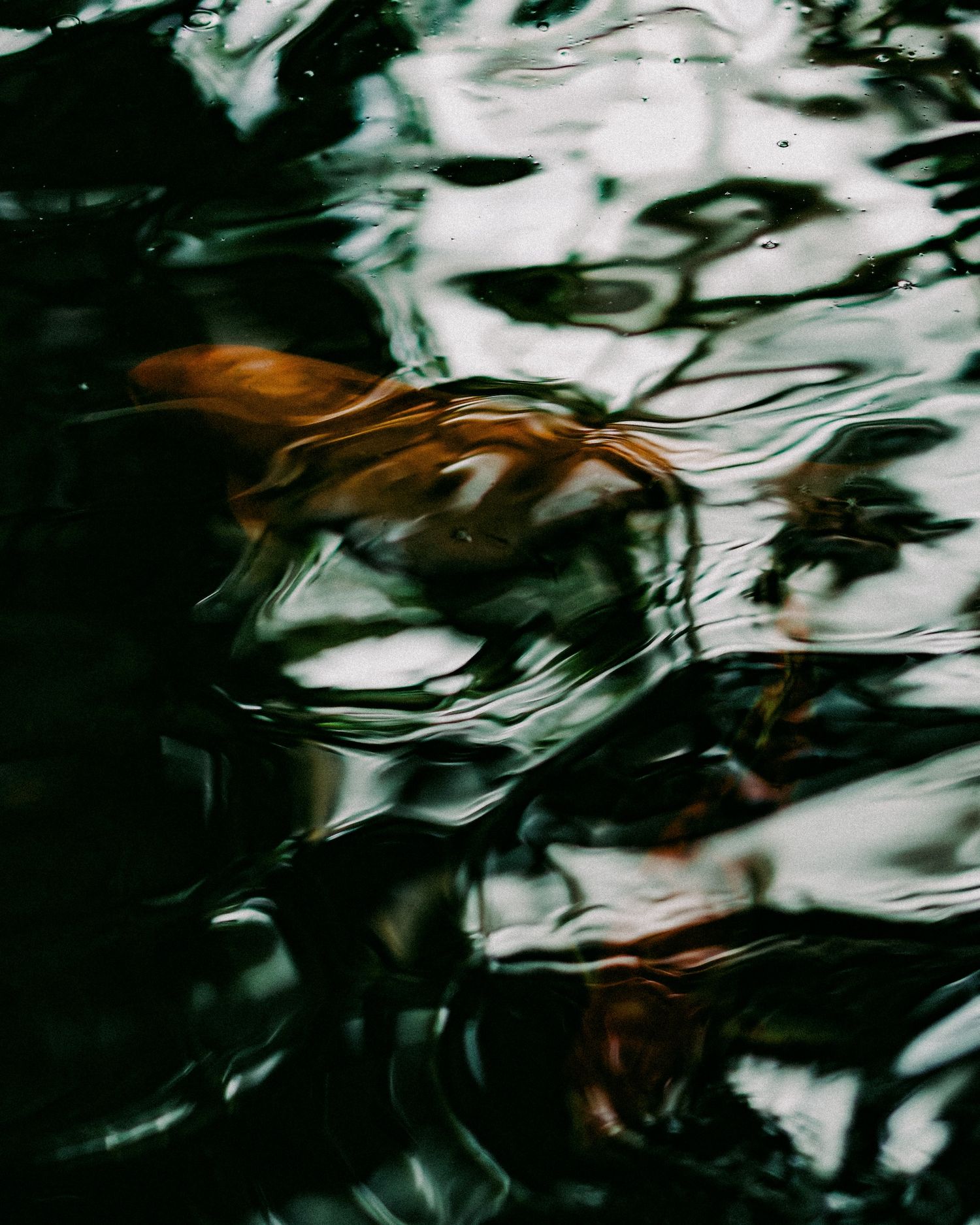 Close-up of a koi fish swimming beneath rippling dark reflective water surface.