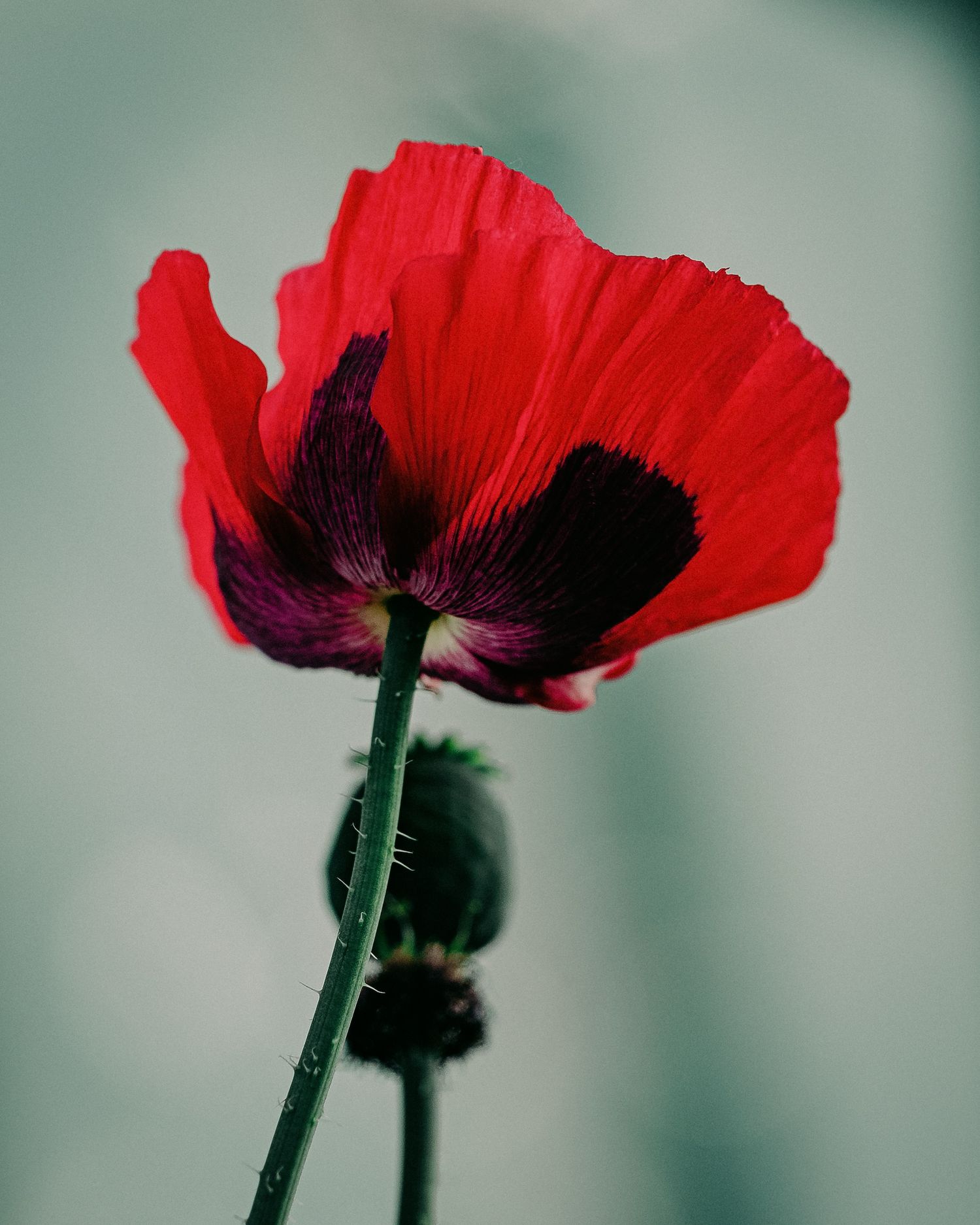 Vibrant red poppy flower with dark purple center photographed against a soft teal blurred background.