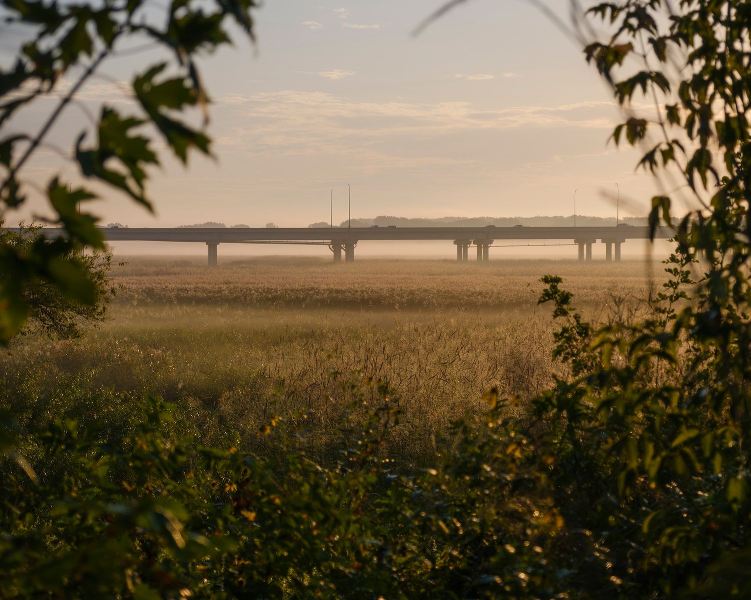 Misty bridge spanning a golden field at sunrise viewed through leafy branches.