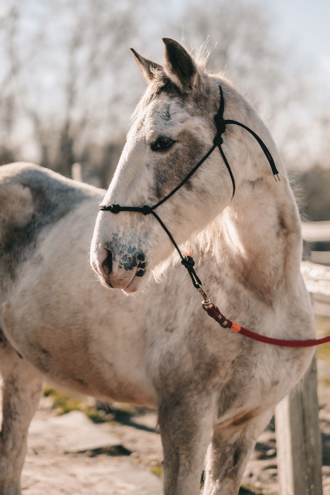 Close-up portrait of a white grey horse wearing a bridle in a sunny paddock.