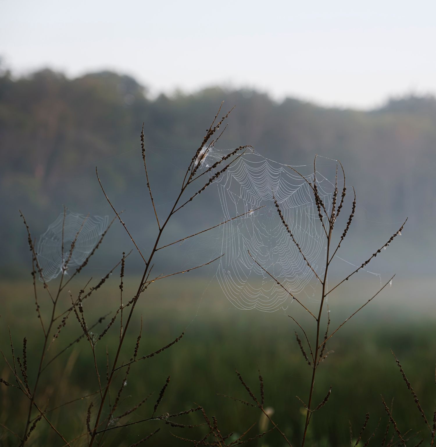 A delicate spider web glistens with morning dew on wild grass stems in a misty meadow at dawn.