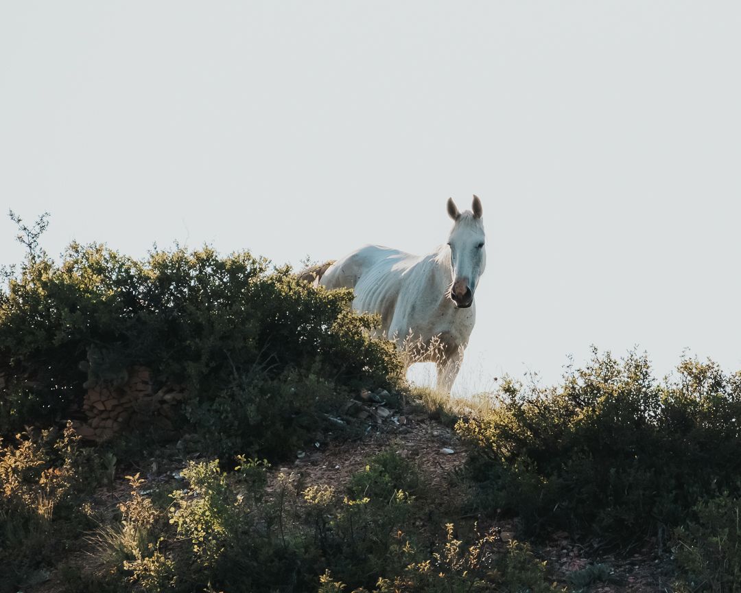 White horse peering over a bush on a sunlit hillside.