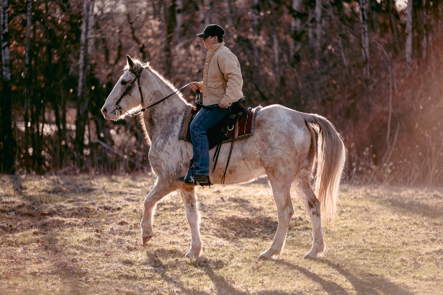A rider on a white horse in a sunlit field with trees in the background.