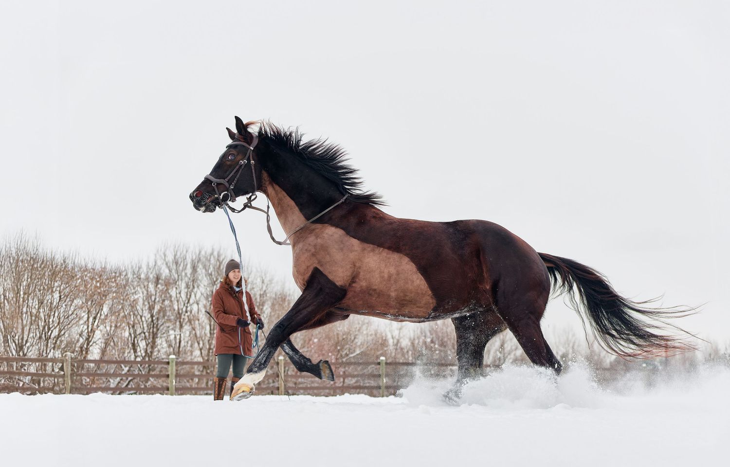 Bay horse rearing in snow while handler stands nearby in winter landscape.