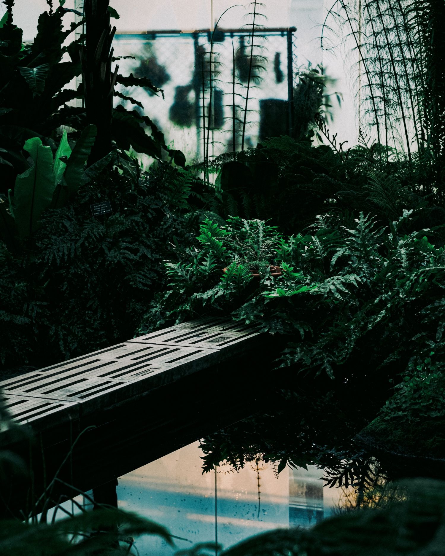 Lush tropical greenhouse interior with ferns and a metal bench beside a pool.