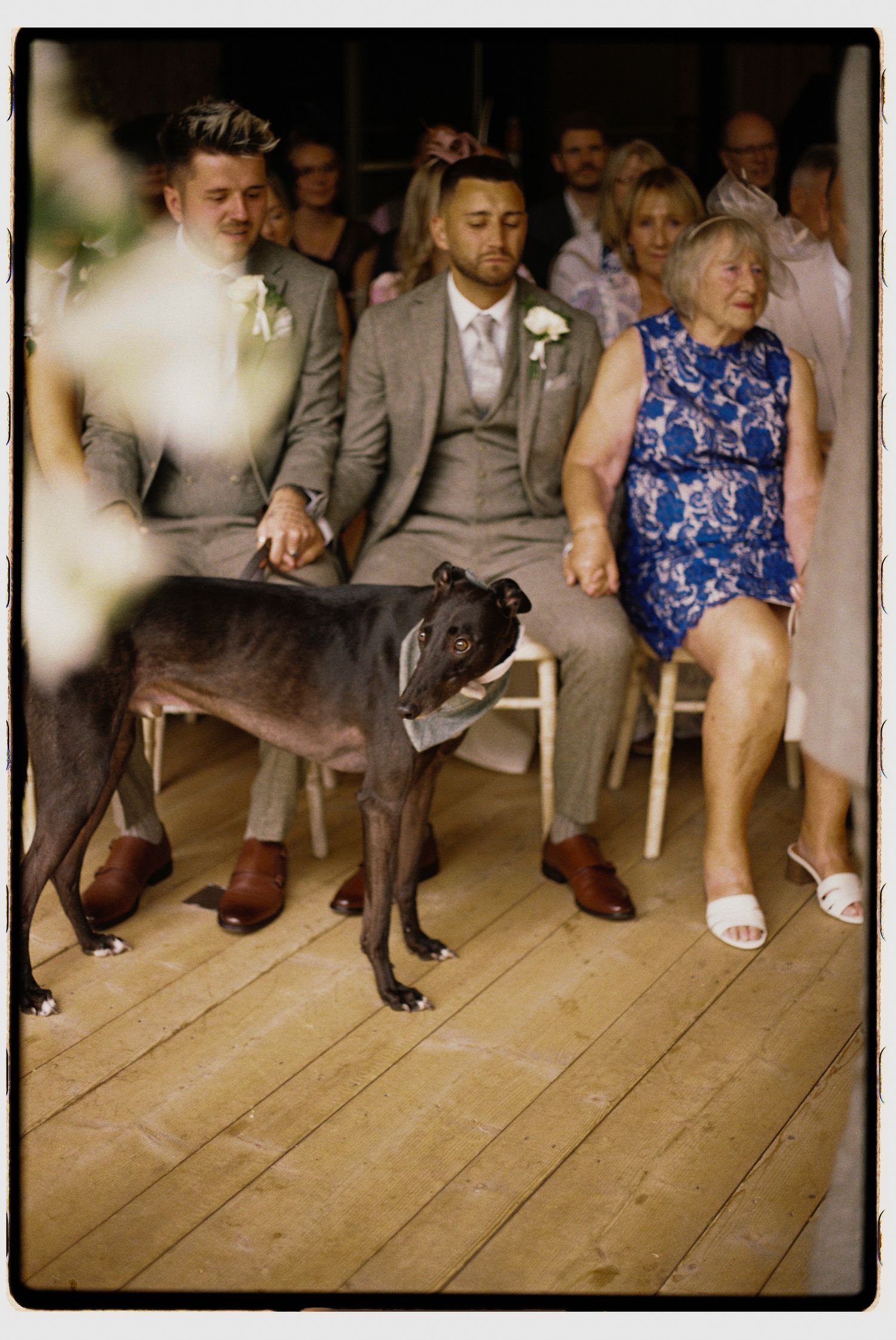 A gray dog stands attentively in front of seated wedding guests wearing formal attire on a wooden floor.