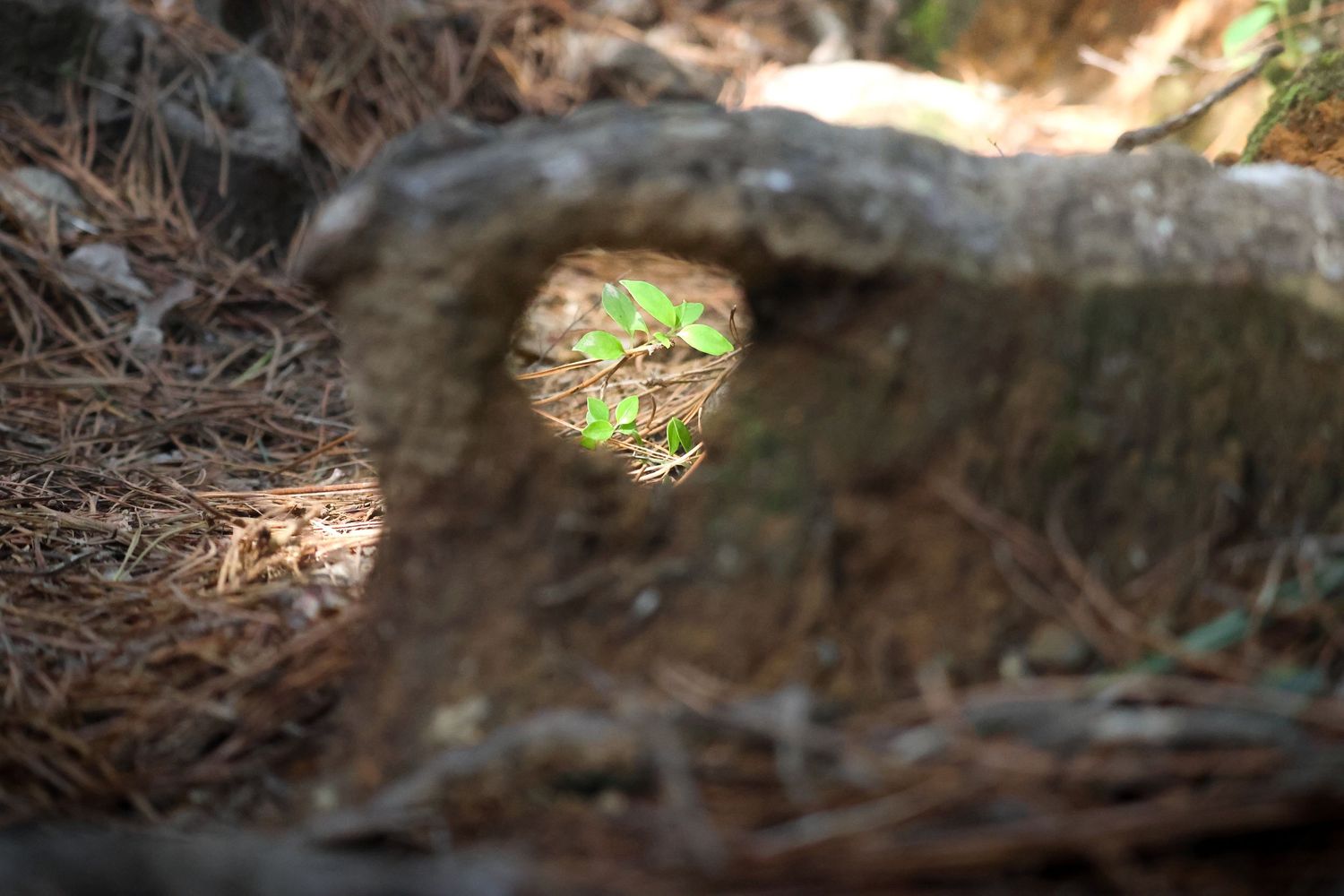 nature photography