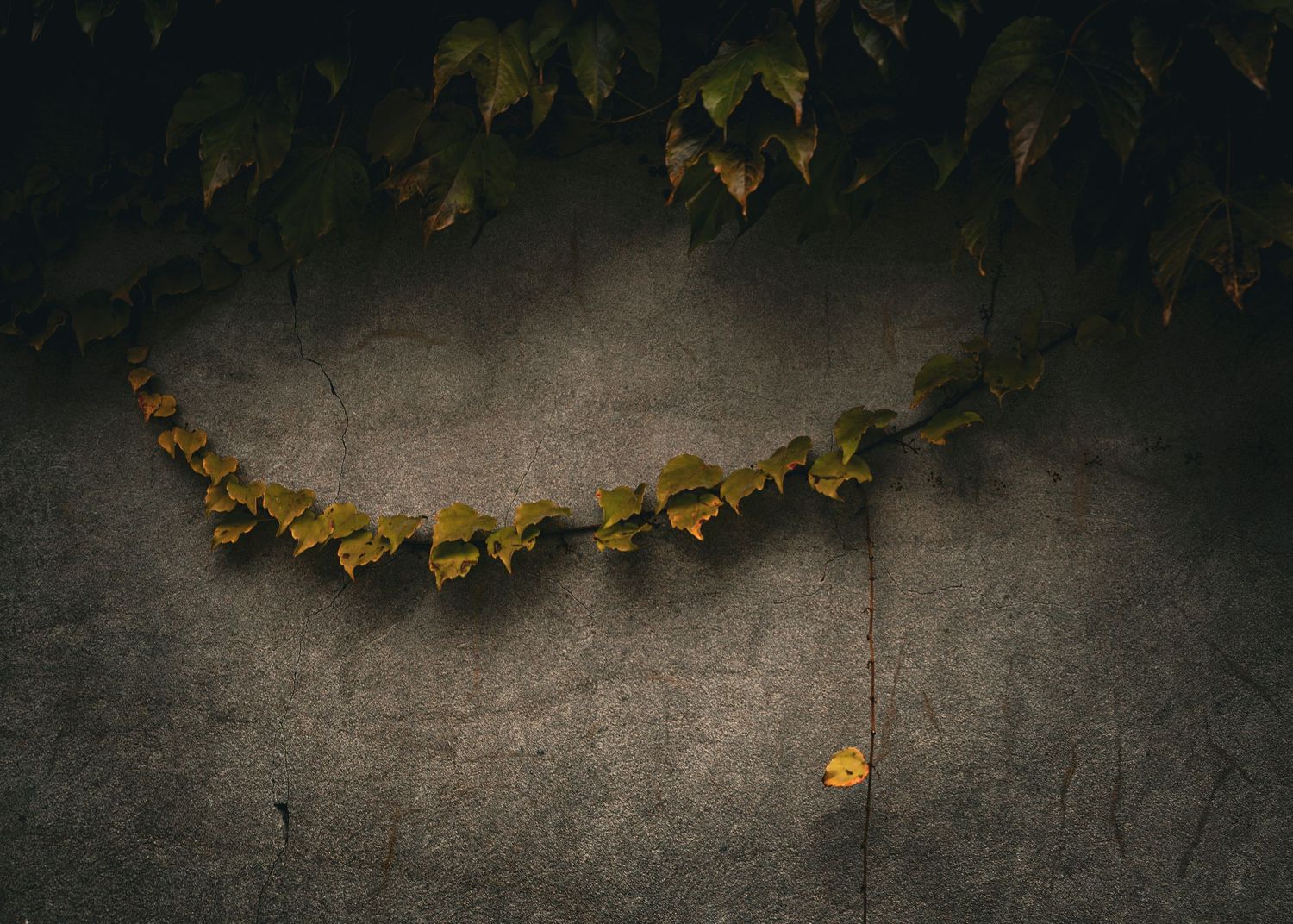 A delicate vine with autumn leaves trailing across a textured concrete wall in moody lighting.