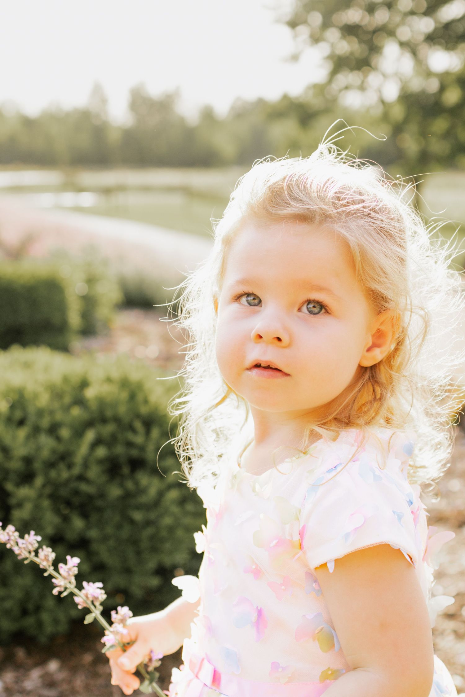 Toddler girl with blonde hair and blue eyes backlit by the sun and holding a purple flower, Foristell, MO