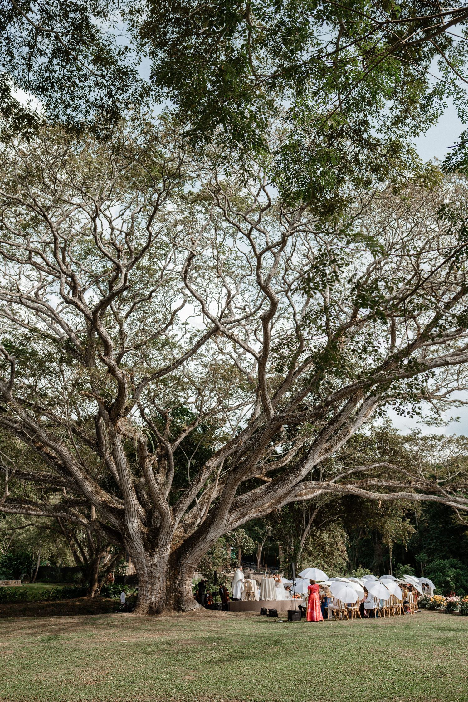 Wedding reception dining tables set under sprawling ancient tree canopy in tropical garden.