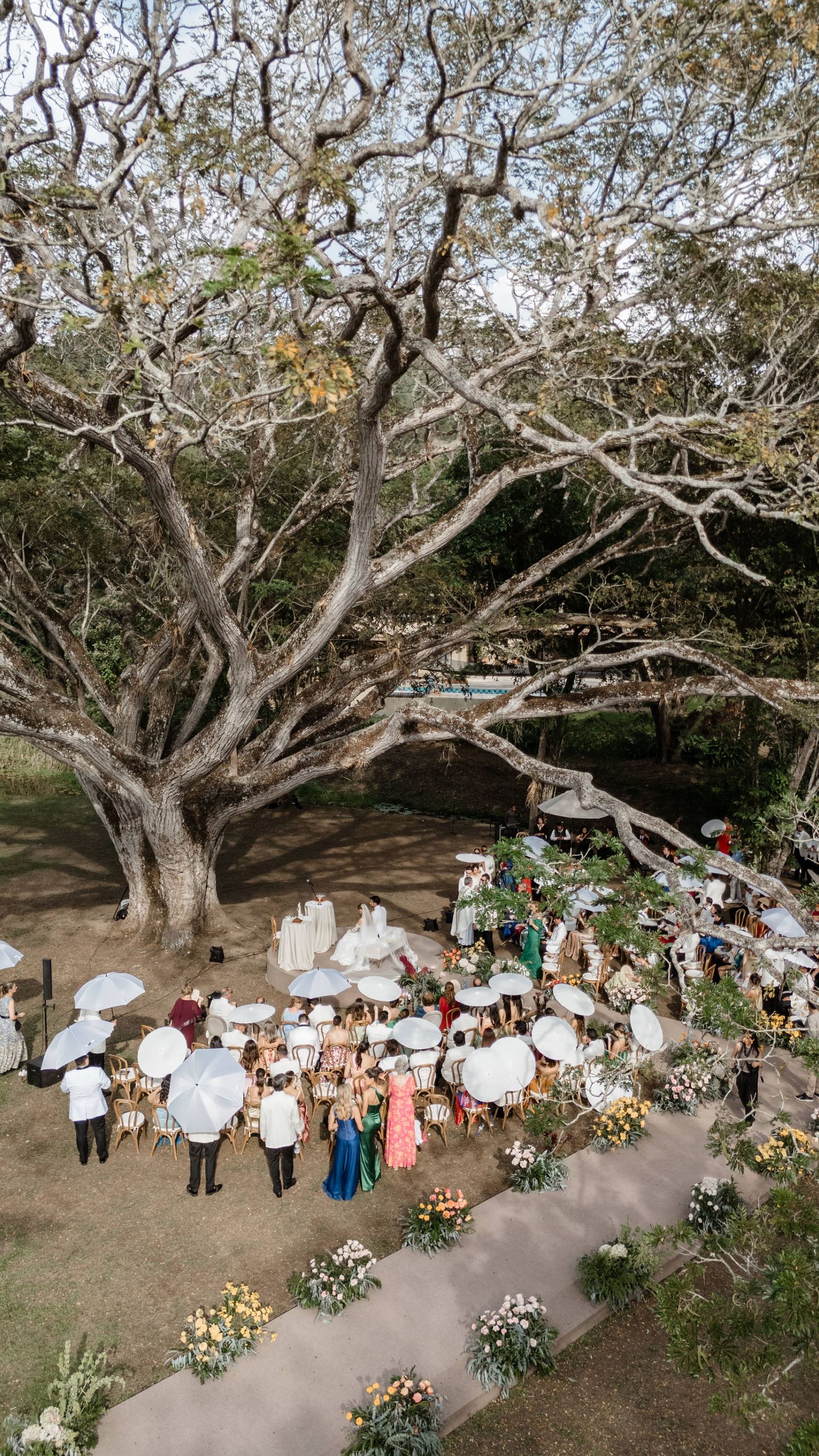 Aerial view of outdoor wedding ceremony under a large tree with white umbrellas.