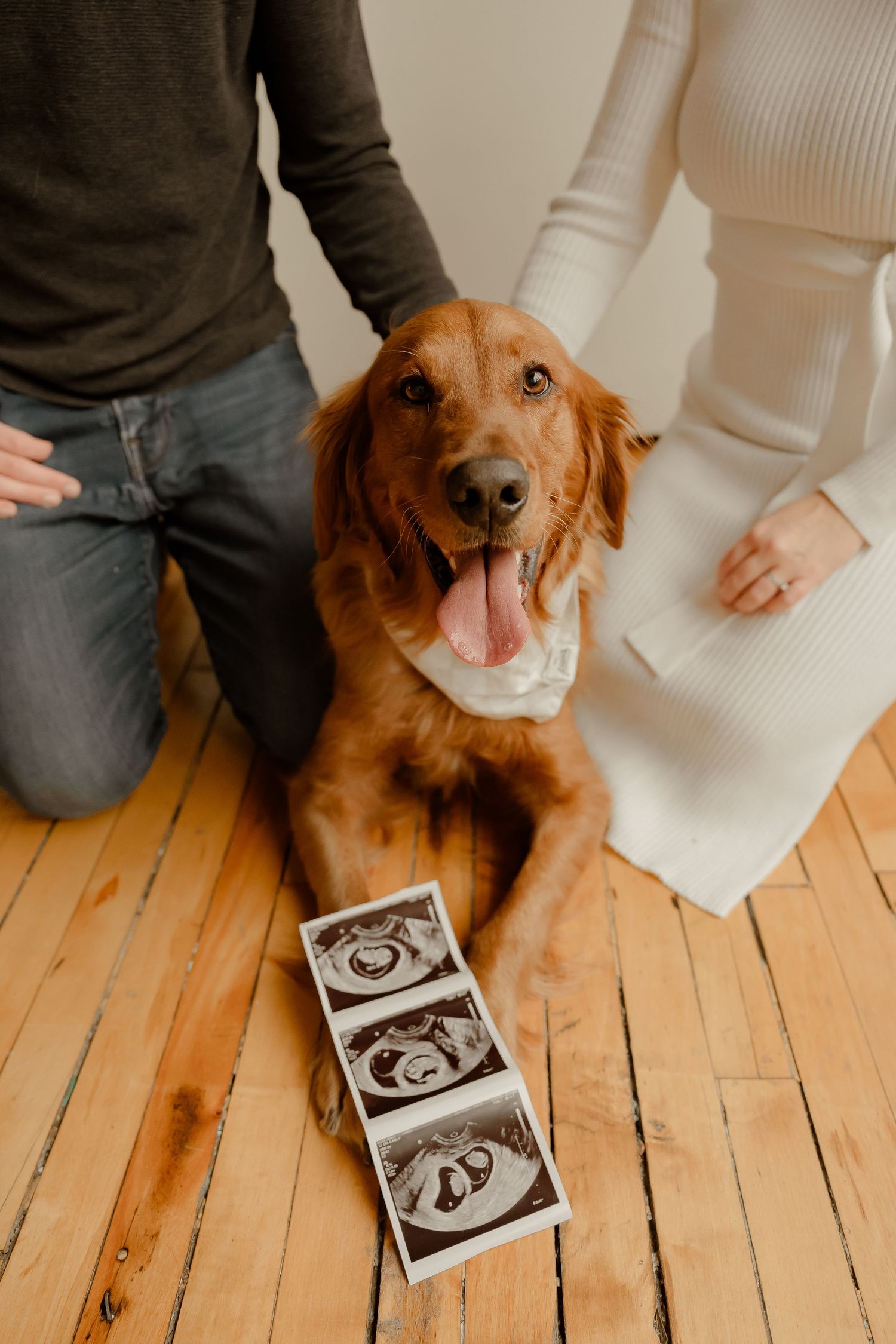 Happy golden retriever sitting on hardwood floor beside ultrasound photos in pregnancy announcement photo.